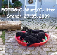 FOTOS C-Wurf/C-litter
Stand: 27.05.2009