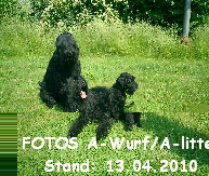 FOTOS A-Wurf/A-litter
Stand: 13.04.2010